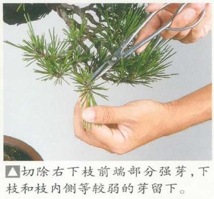 图解 黑松盆景怎么切芽疏叶的5个过程