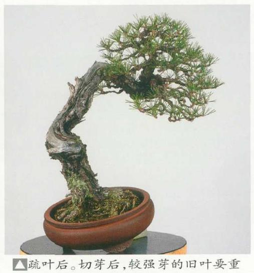 图解 黑松盆景怎么切芽疏叶的5个过程