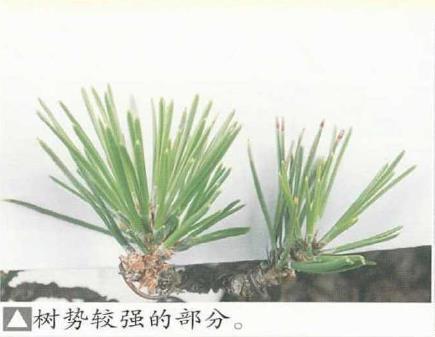 图解 黑松盆景怎么切芽疏叶的5个过程