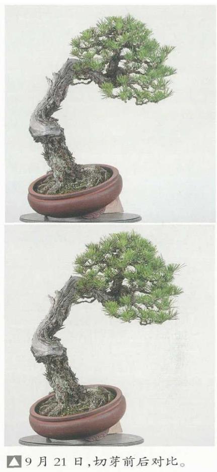 图解 黑松盆景怎么切芽疏叶的5个过程