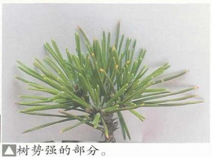 图解 黑松盆景怎么切芽疏叶的5个过程