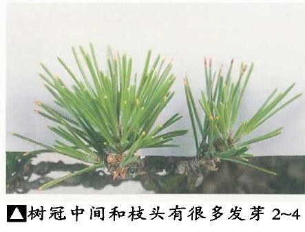 图解 黑松盆景怎么切芽疏叶的5个过程