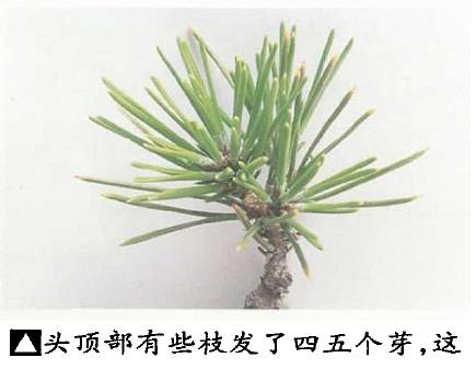 图解 黑松盆景怎么切芽疏叶的5个过程