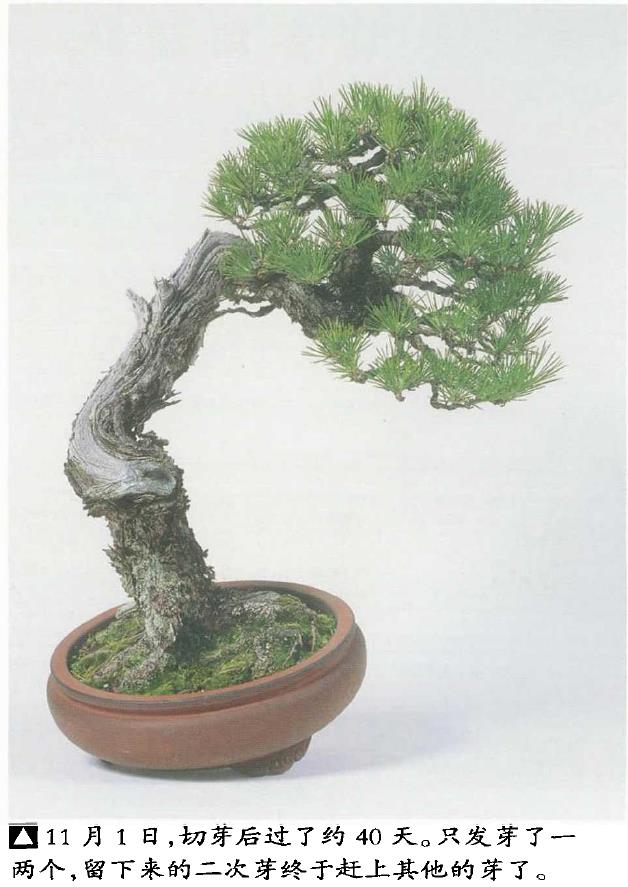 图解 黑松盆景怎么切芽疏叶的5个过程