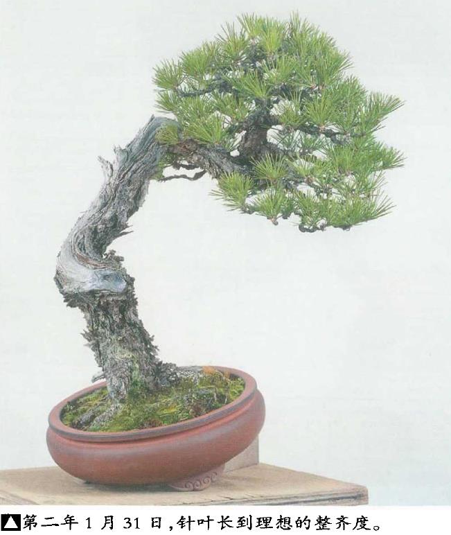 图解 黑松盆景怎么切芽疏叶的5个过程