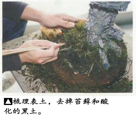 图解 黑松盆景怎么更新用土 图片