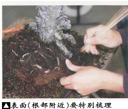 图解 黑松盆景怎么更新用土 图片