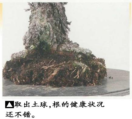图解 黑松盆景怎么更新用土 图片