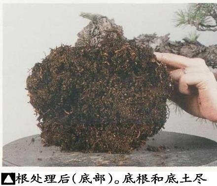 图解 黑松盆景怎么更新用土 图片