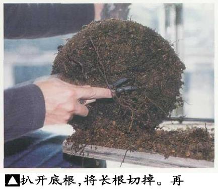 图解 黑松盆景怎么更新用土 图片