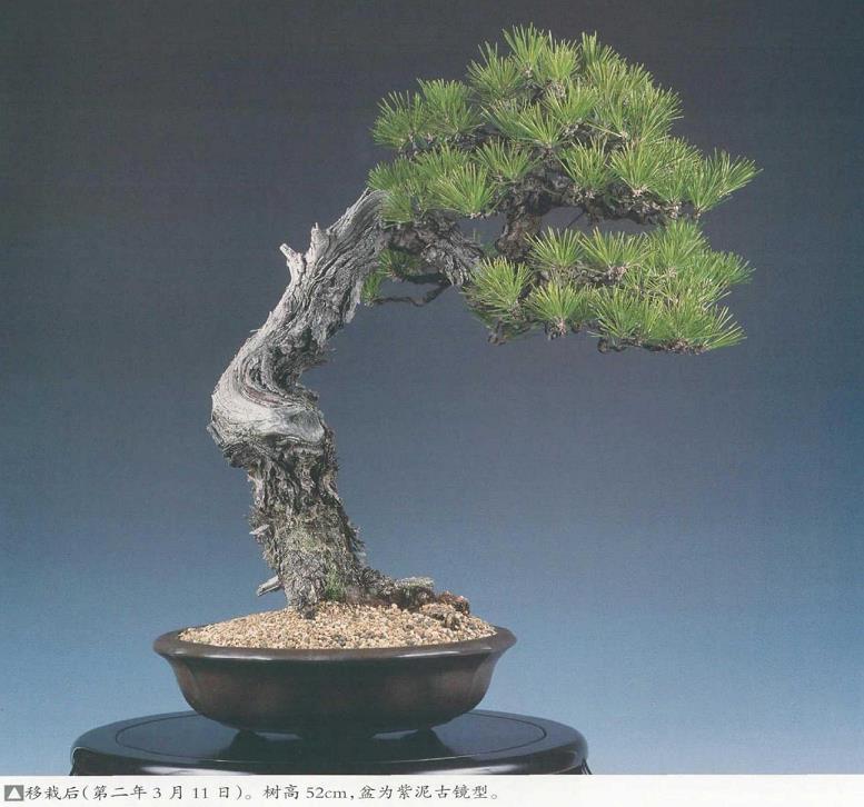 图解 黑松盆景怎么更新用土 图片