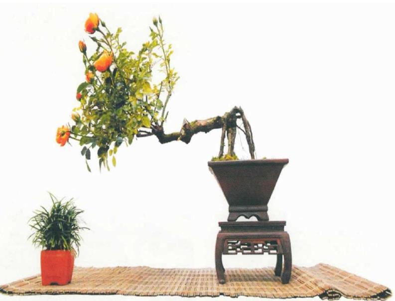 我陶醉于月季盆景的绚丽多彩