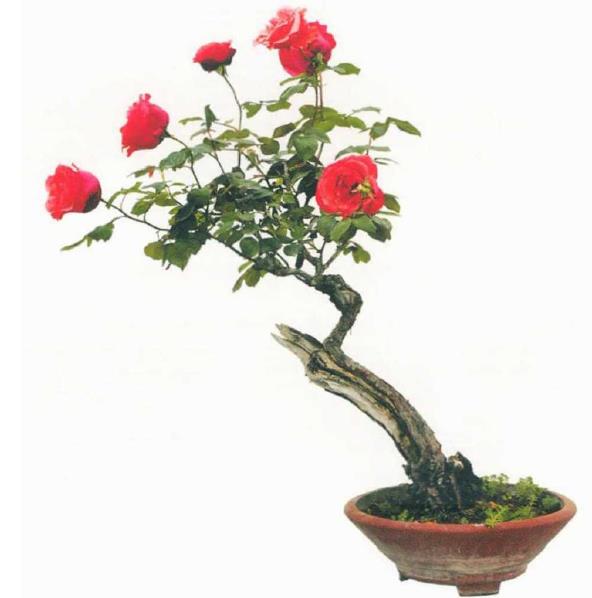 我陶醉于月季盆景的绚丽多彩