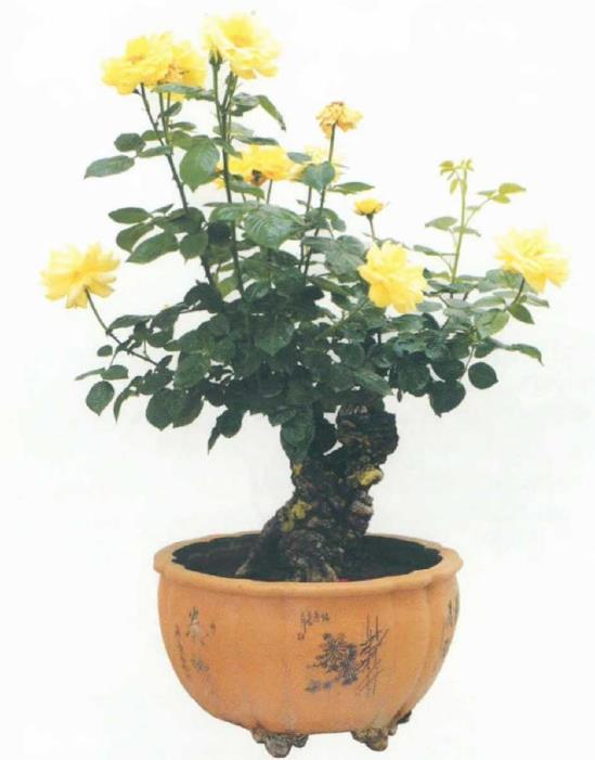 月季盆景怎么造型的5个步骤 图片