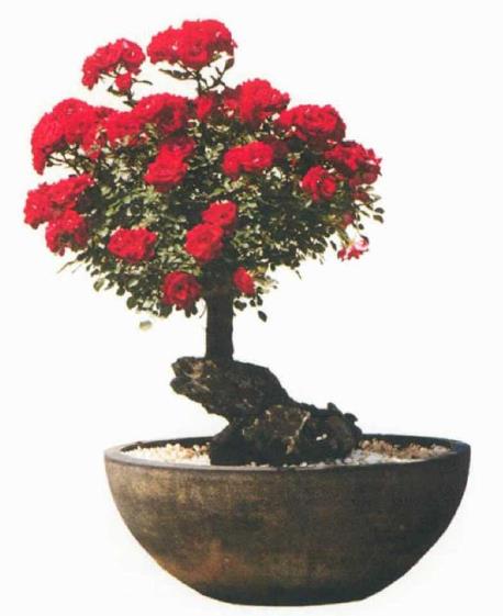 月季盆景怎么造型的5个步骤 图片