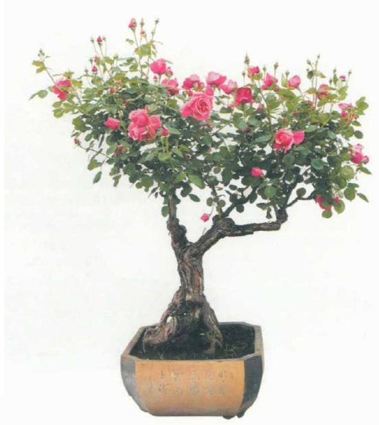 月季盆景怎么造型的5个步骤 图片