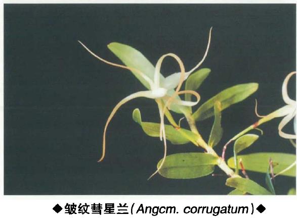 马达加斯加特有种 彗星兰属植物 二