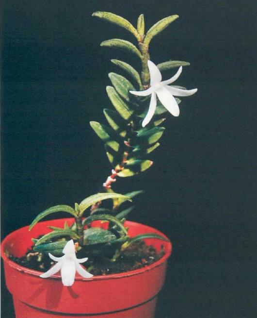 马达加斯加特有种 彗星兰属植物 二