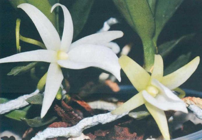 马达加斯加特有种 彗星兰属植物 二