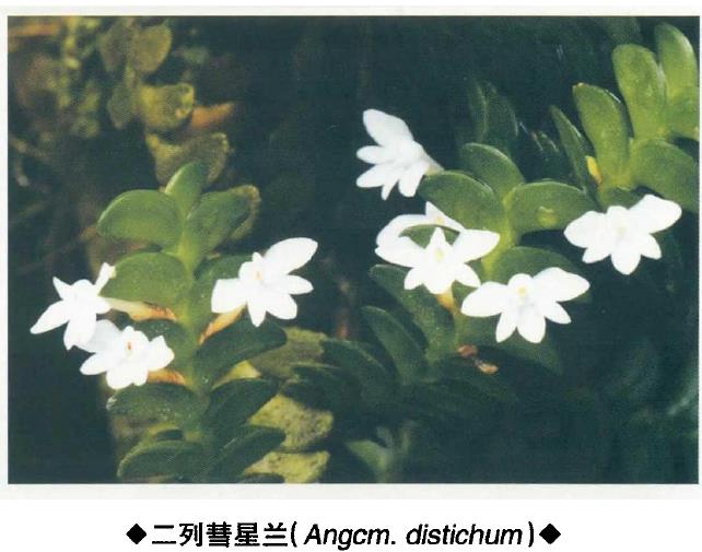 马达加斯加特有种 彗星兰属植物 二