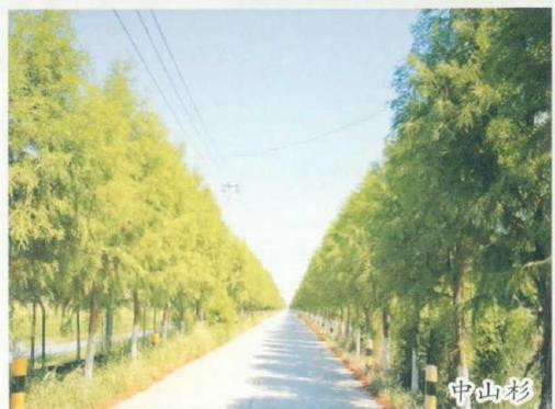 湖北省用材林系列有哪些 图片