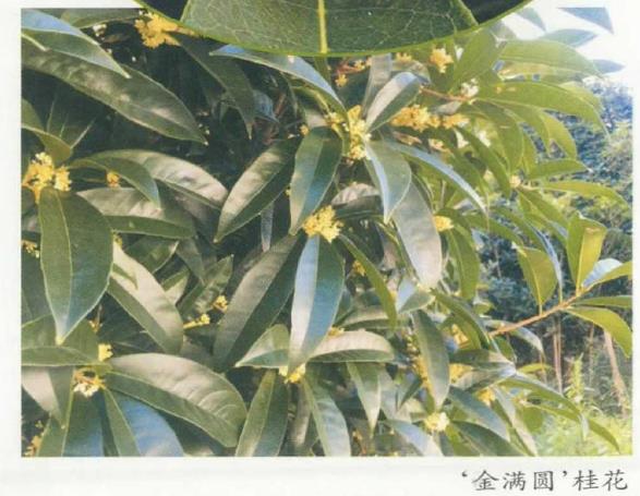 2个湖北观赏植物系列