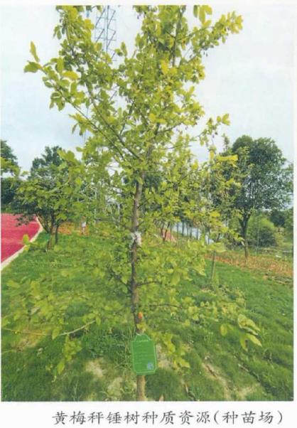 京山市虎爪山林场枫香国家林木种质资源库