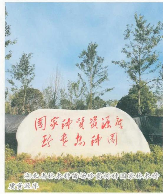 湖北省林木种苗场珍贵树种的种质资源库