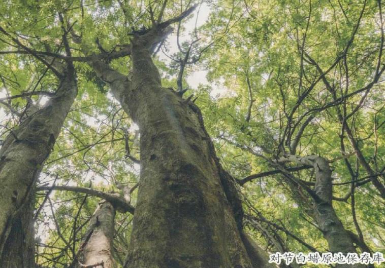 湖北省林木种苗场珍贵树种的种质资源库