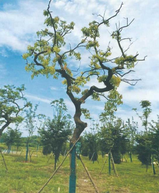 湖北省林业植物新品种选登 图片