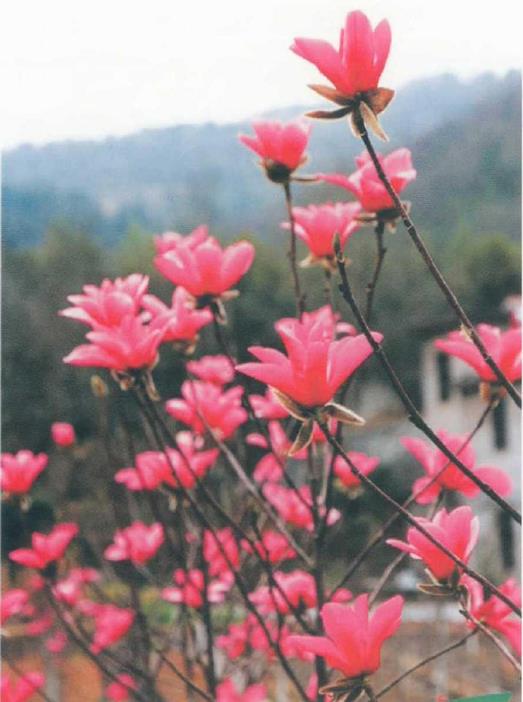 湖北省林业植物新品种选登 图片