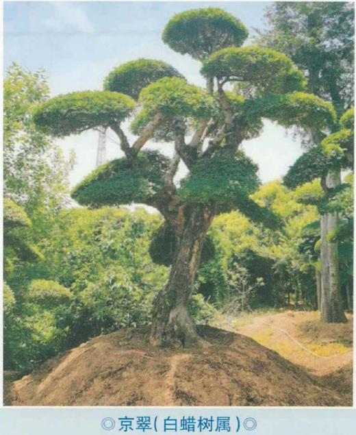 湖北省林业植物新品种选登 图片