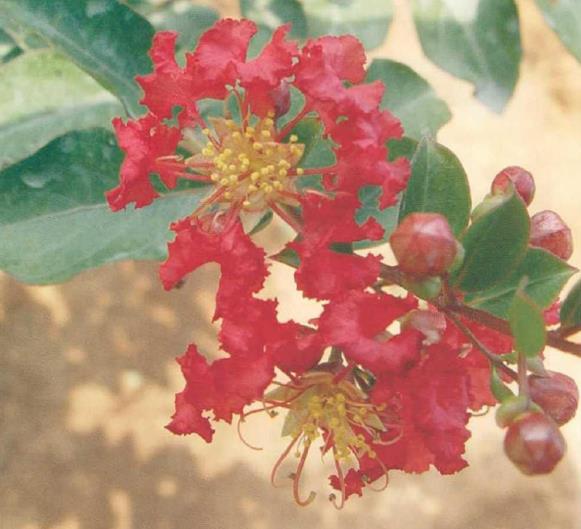 湖北省林业植物新品种选登 图片