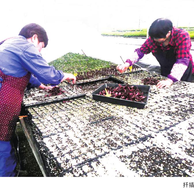 紫叶锦带花商品苗的3个规格是什么 图片2