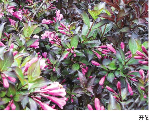 紫叶锦带花商品苗的3个规格是什么 图片