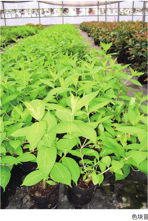 紫叶锦带花怎么采穗圃