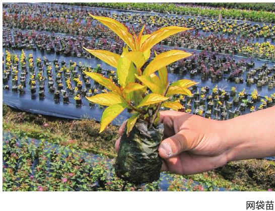 紫叶锦带花怎么采穗圃