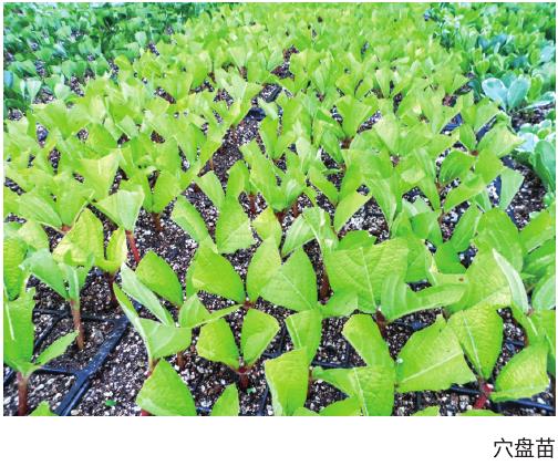 紫叶锦带花的5个繁育工艺 图片3