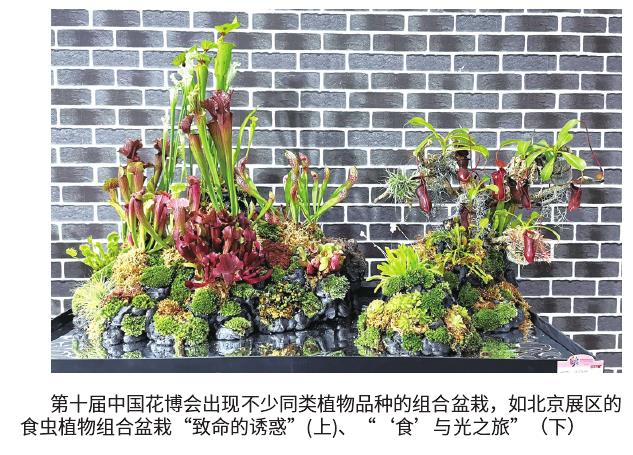 植物组合盆栽发展的3个新方向 图片