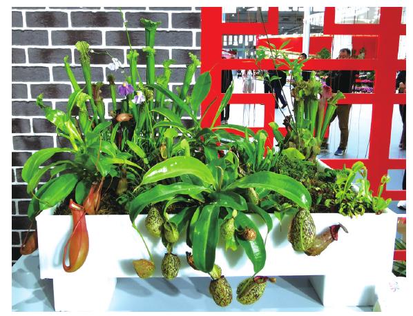 植物组合盆栽发展的3个新方向 图片