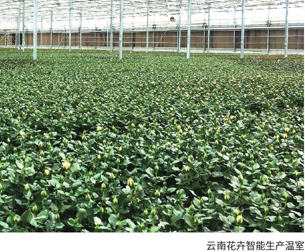 我国花卉设施和管理走上新台阶
