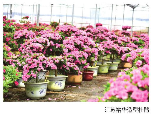 我国花卉设施和管理走上新台阶