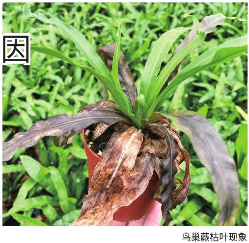 夏秋季鸟巢蕨枯叶
