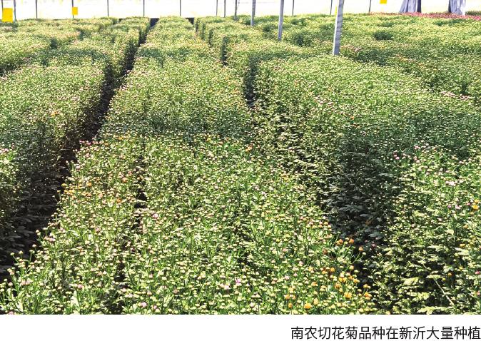 切花主产区云南自育品种崭露头角 图片