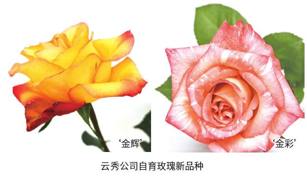 切花主产区云南自育品种崭露头角 图片