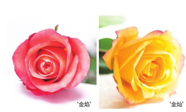 切花主产区云南自育品种崭露头角 图片