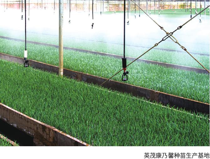 云南花卉新品种推广的痛点 图片