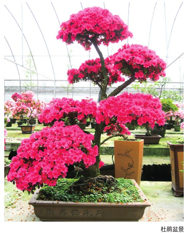 杜鹃盆景怎么繁殖