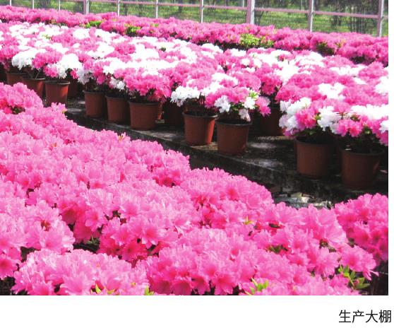 杜鹃盆景怎么繁殖