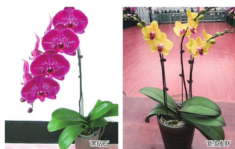 家庭园艺市场带动花卉创新